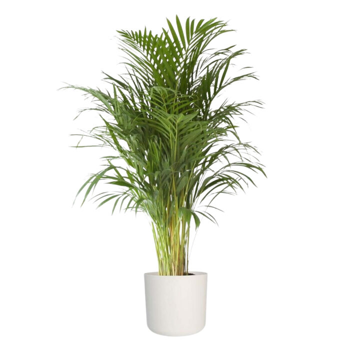 Arecapalme 250 - 280 cm