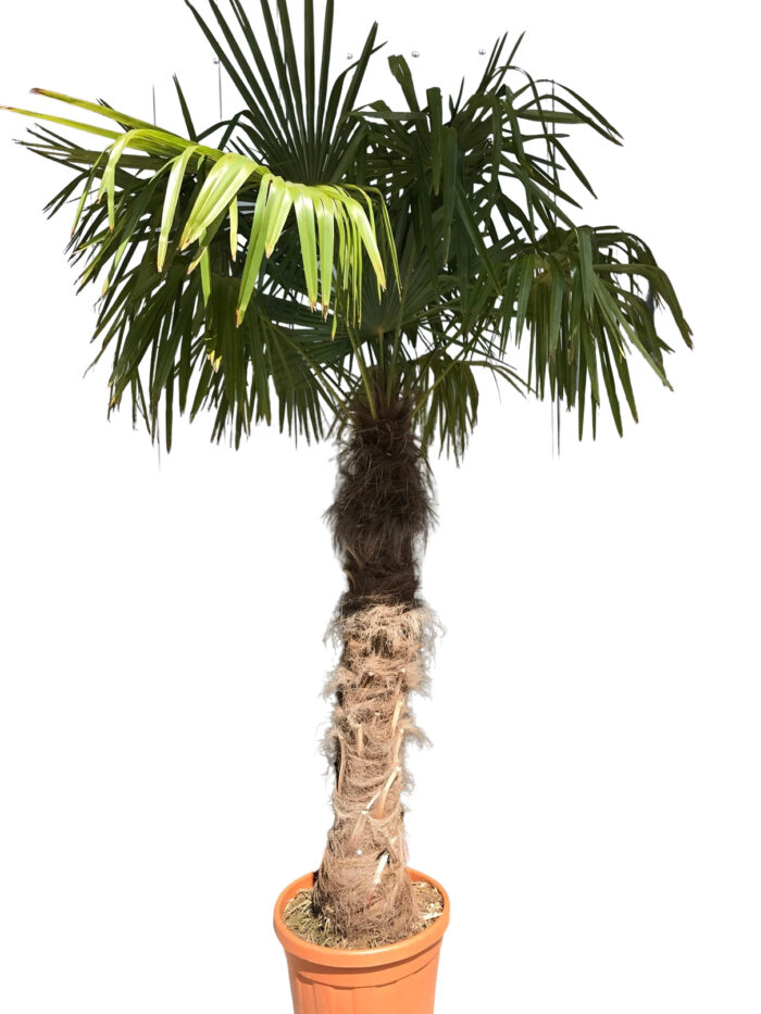 Chameropspalme 200 cm