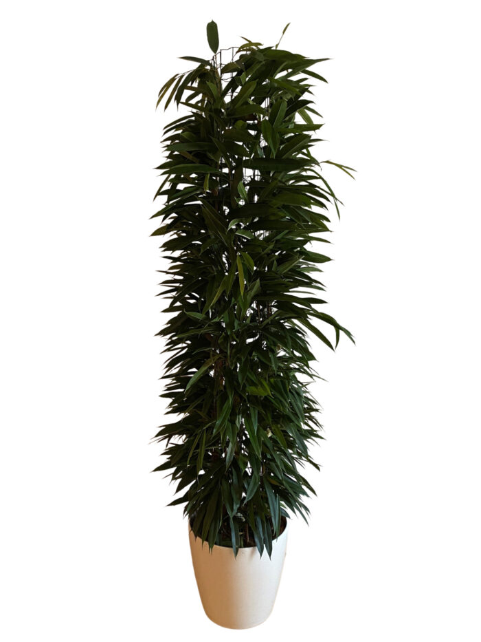 Ficus Ali