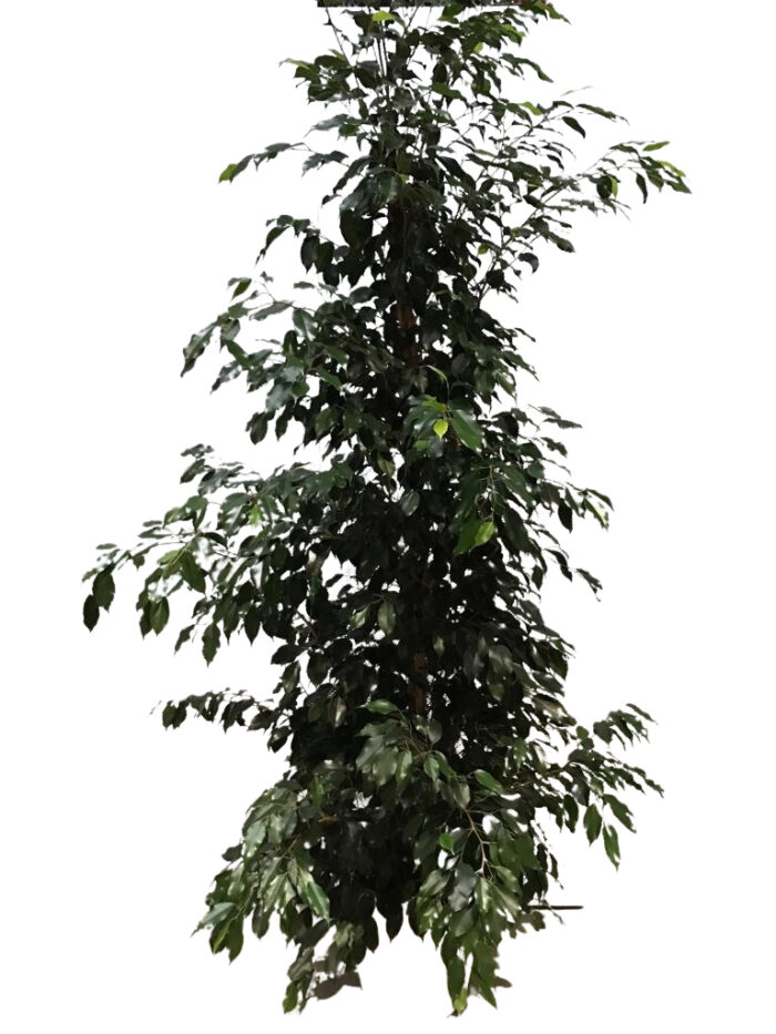 Ficus Benjaminii