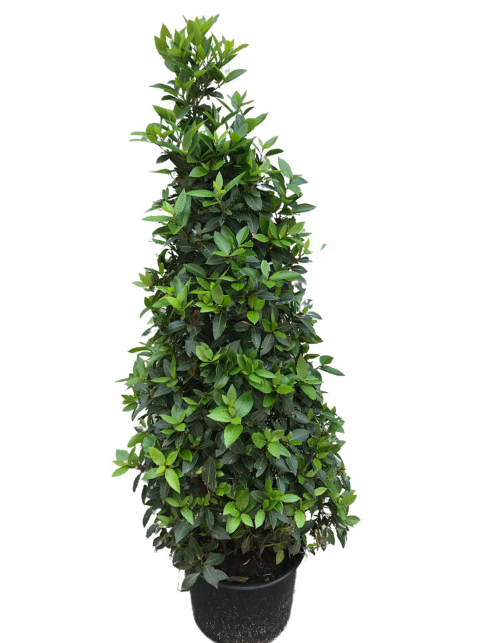 Lorbeerpyramide o. Übertopf